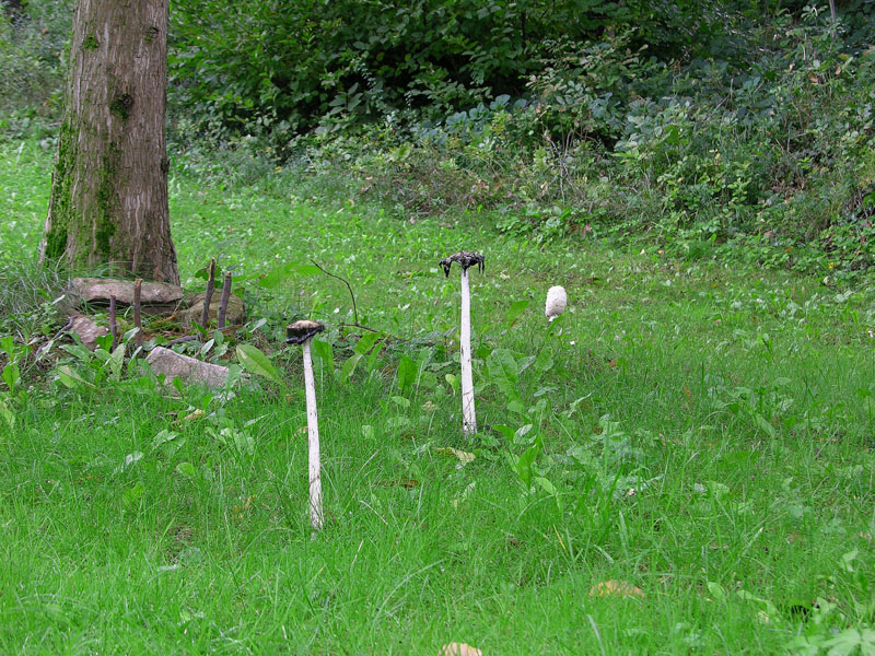 Coprinus comatus